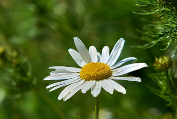 Fototapeta premium Flowered meadow chamomile in early summer