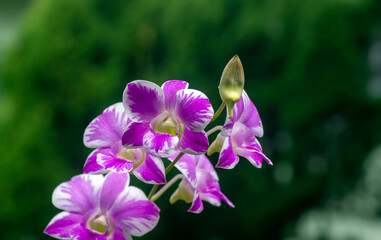 Colorful Dendrobium enobi orchid, in shallow focus