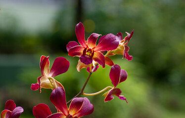 Fototapeta na wymiar Colorful Dendrobium Morning Sun, in shallow focus