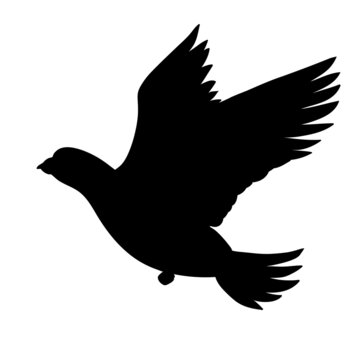 Silhouette of a pigeon. Vector illustration black icon logo standing pigeon.