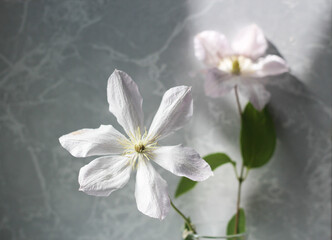 flowers of blooming white clematis macro, light floral background