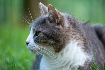 chat
