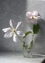 bouquet of clematis flowers in a vase macro