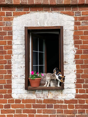  Two cats are sitting on the windowsill next to a potted petunia by the open window