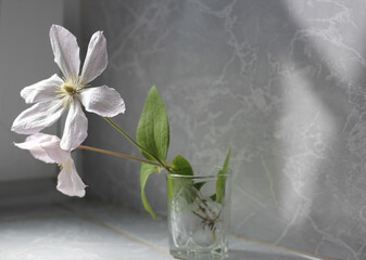 bouquet of clematis flowers in a vase macro