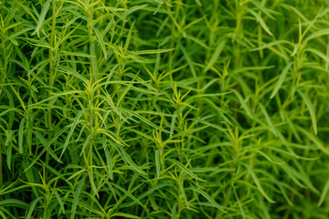 Green leaves and stems of tarragon in summer garden. Artemisia dracunculus spice for canning, seasoning for meat dishes. Plant extract for preparation of drink Tarhun.