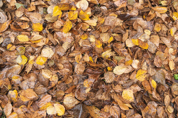 Yellow autumn leaves as background.