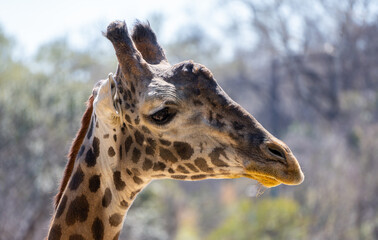Close up View of Girafe HEar and White Ears in a Sunny Day