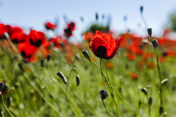 Naklejka premium Poppy flowers in the poppy field. Lifestyle concept. Wallpaper. Background.