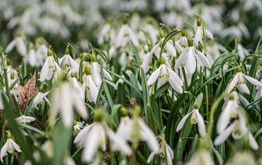 Fototapeta premium Sun shines on many white common snowdrop - Galanthus nivalis - flowers growing in forest, closeup detail