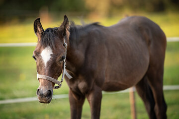 Obraz premium Young dark brown Arabian horse foal, closeup detail to head, blurred green field background