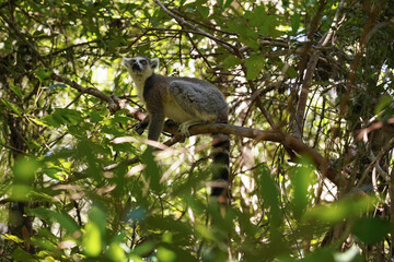 Ring-tailed lemur (Lemur catta) sitting on tree over branches, in their natural habitat Madagascar forest © Lubo Ivanko