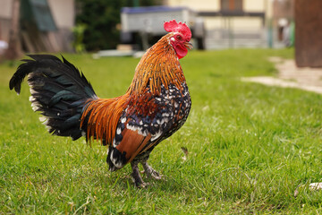 Small bantam chicken rooster with bright red comb and green tail, walking on green grass yard, view from side