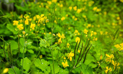  Celandine is large, yellow wildflowers. Chelidonium majus is poisonous, used in folk and traditional medicine.