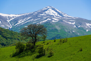 Alone oak tree against Maymekh mountain, Armenia