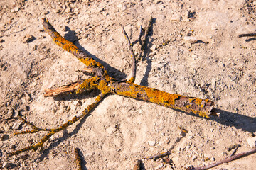 An old tree branch covered with moss is lying on the ground.