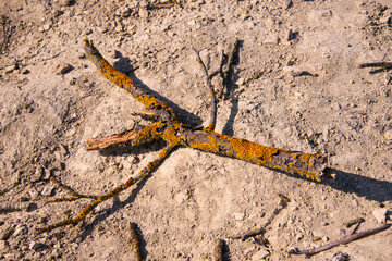 An old tree branch covered with moss is lying on the ground.