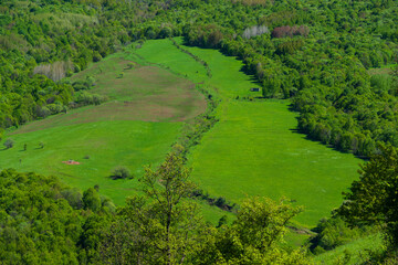 Spring landscape with field and forest, Armenia