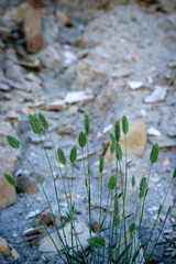 Green plants close up. Natural background.