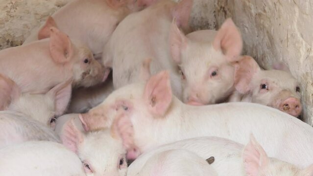 Young pigs in the farm yard. Pigs in a pigsty on a pig farm. Modern Agricultural Pigs Farm