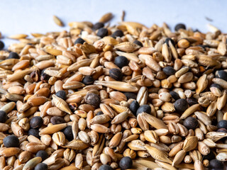 shot from a close distance of a mixture of cereals for growing