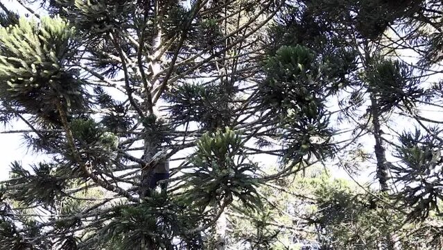 Harvest of South American Araucaria pine tree nuts. A farmer climbs a pine tree to catch pine cones with a bamboo. Rural landscape