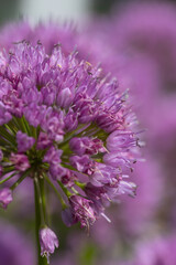 Close-up of blossoms of velvet German garlic (allium lusitanicum)