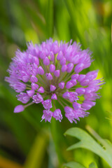 Velvet German garlic (allium lusitanicum) with many buds