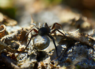 The wolf spider runs in search of food.      