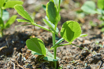 Sprouted young peas in early summer.