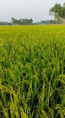green rice field crop hd photography, Paddy field photo, paddy field, 