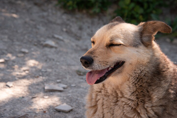 Stray good brown dog. Walking with a pet. Close-up portrait of a dog.