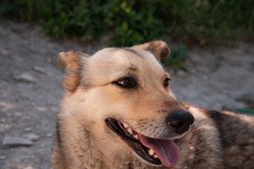 Stray good brown dog. Walking with a pet. Close-up portrait of a dog.