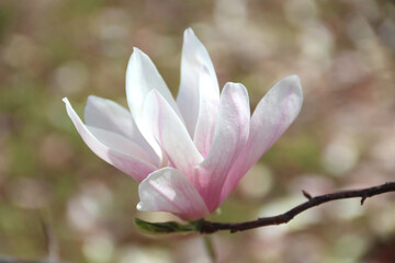 japanese magnolia