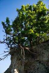 Green tree branches in the summer forest. Botanical background.