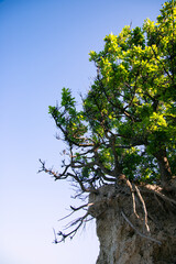 Fototapeta premium Green tree branches in the summer forest. Botanical background.