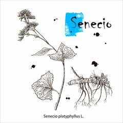 Senecio platyphyllus. Vector hand drawn herb. Botanical plant illustration. Vintage medicinal herb sketch.
