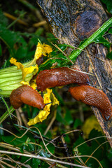 Common red slug in the grass .Snail with lettuce leaf .