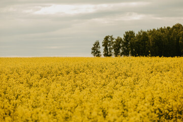 Landscape with a yellow rapeseed field.