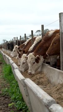 Cows eating balanced feed in a feedlot on a cloudy day