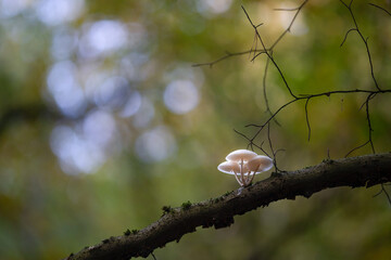 mushroom
