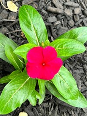 red and green leaves