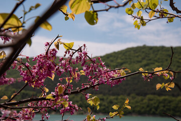 Spring flowering fruit tree on the background of the lake.
