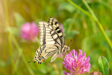 swallowtail butterfly on a flowering meadow, papilio machaon