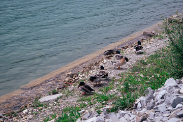 Young ducks swimming in the lake. Ornithology.