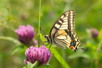 swallowtail butterfly on a flowering meadow, papilio machaon