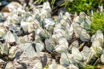 A lot of white cabbage butterflies, pieris brassicae