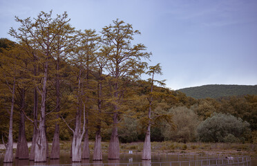 Beautiful lake with cypress trees in late autumn. Autumn landscape. Hiking.
