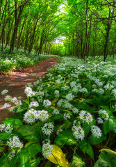Beech forest with beautiful white wild garlic, wild onions (Allium ursinum), garlic flower which...