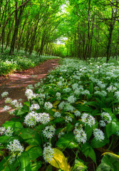 Beech forest with beautiful white wild garlic, wild onions (Allium ursinum), garlic flower which are edible and healthy in Mecsek mountains in Hungary